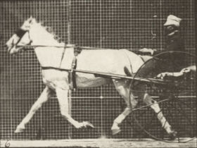 Plate 610 'Katydid' trotting, harnessed to sulky — figure reference